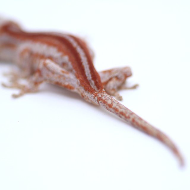 스트라이프 레드