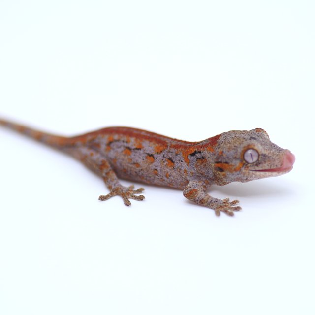 스트라이프 레드 레티큘