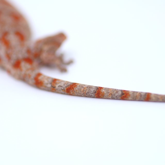 블로치드 오렌지 레드