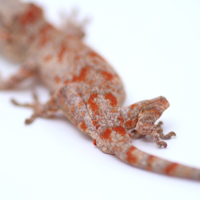 블로치드 오렌지 레드