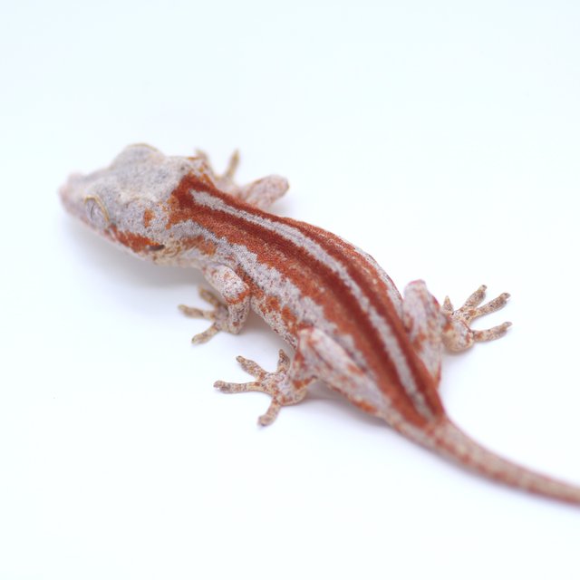 스트라이프 레드