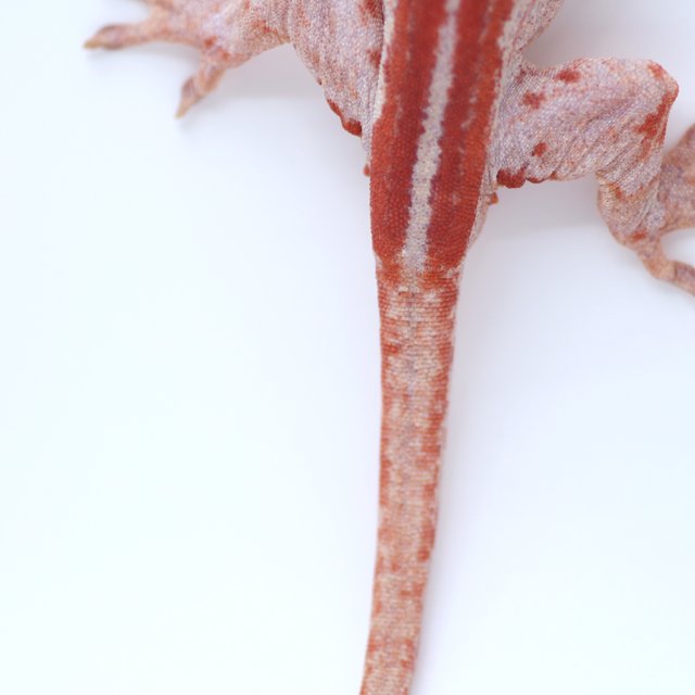 레드 스트라이프