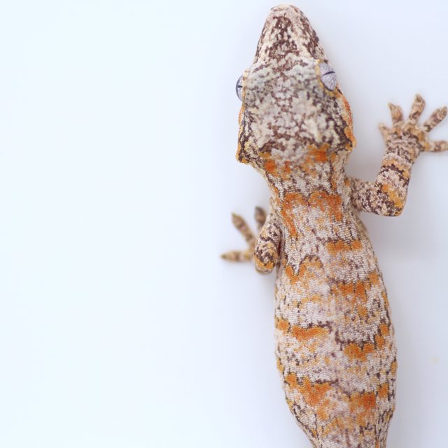 스켈레톤 오렌지