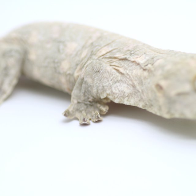 프리델 GT 코기스