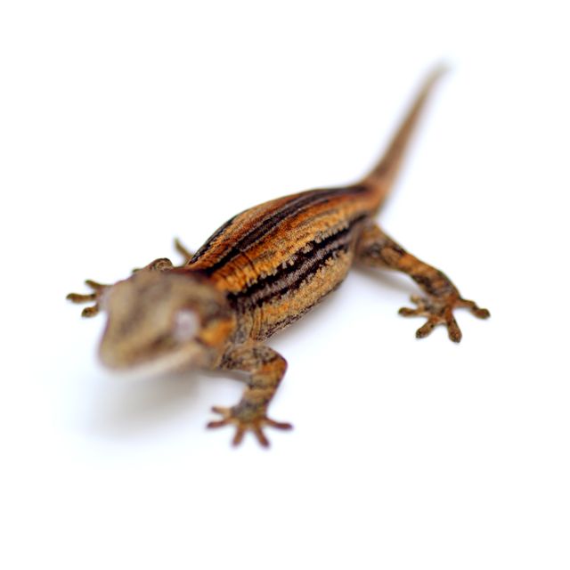 노멀 스트라이프