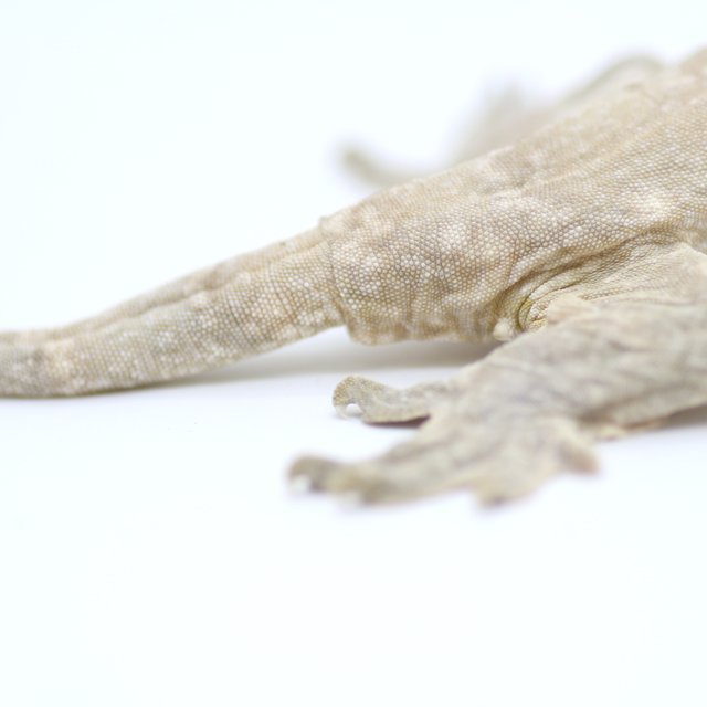 프리델 GT 코기스