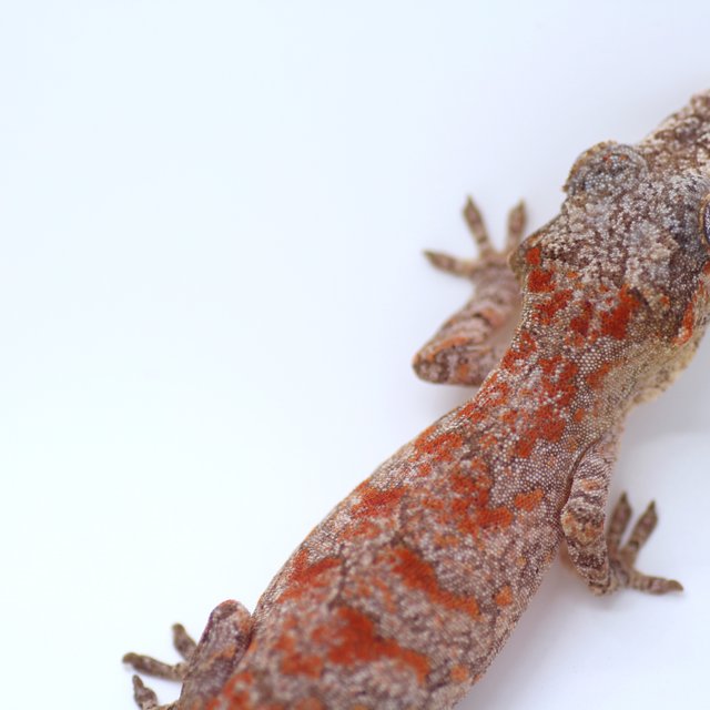 오렌지 스켈레톤