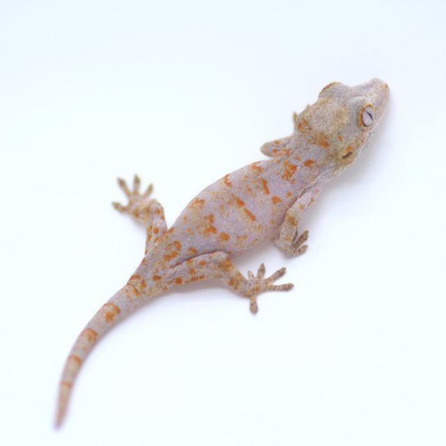 스켈레톤 오렌지