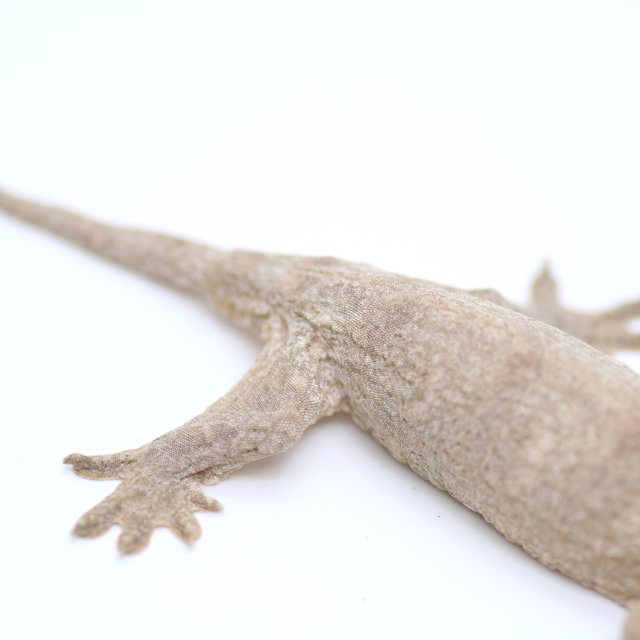 프리델 GT 코기스