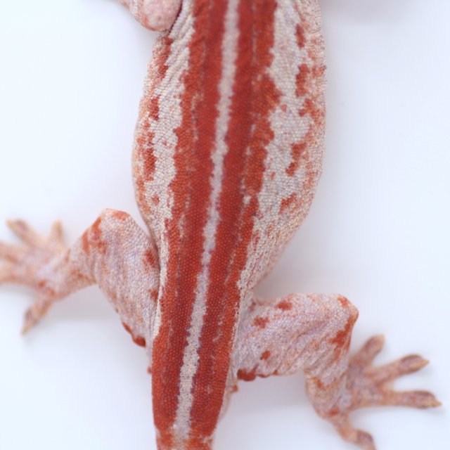 레드 스트라이프