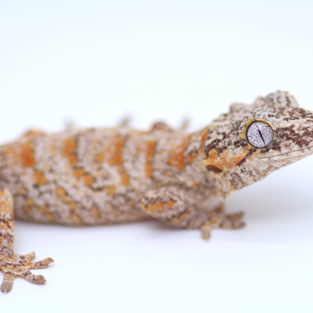 스켈레톤 오렌지