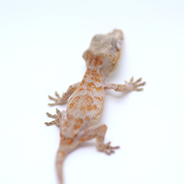 스켈레톤 오렌지 레드