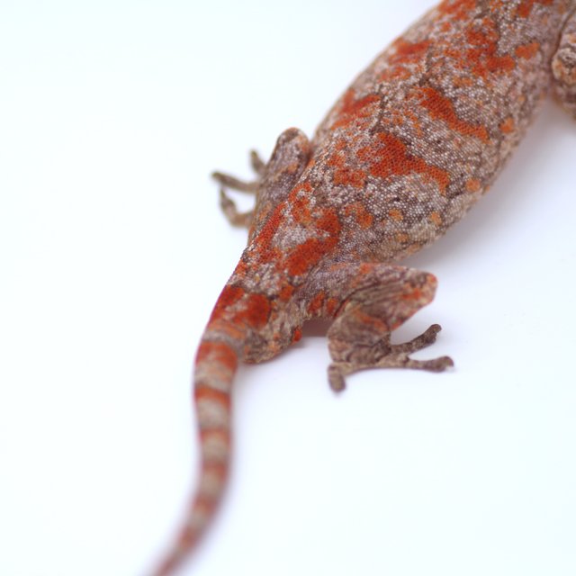 오렌지 스켈레톤