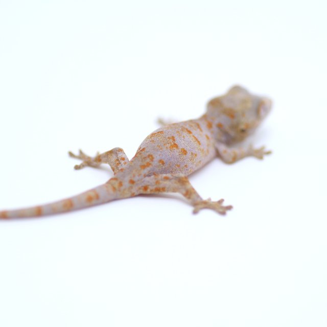 스켈레톤 오렌지