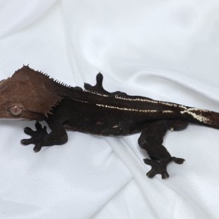 아잔틱