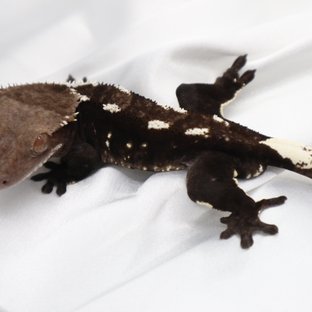 아잔틱