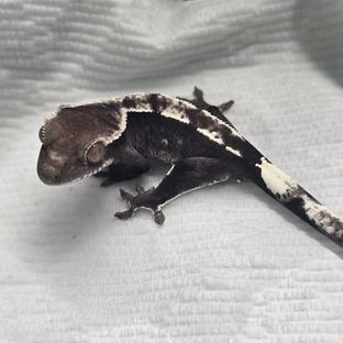 아잔틱