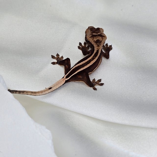 엠티백 슈퍼스트라이프