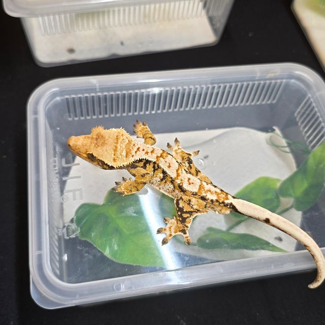 익스트림할리퀸 트라이