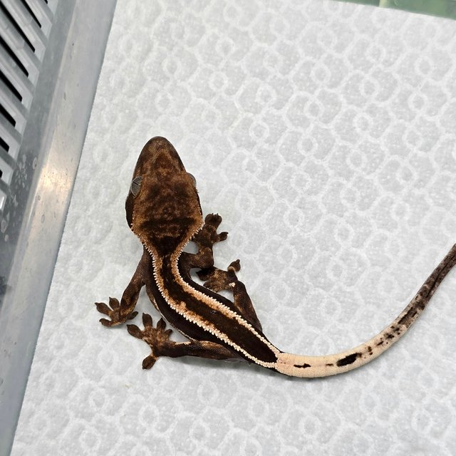 슈퍼스트라이프 엠티백 다크