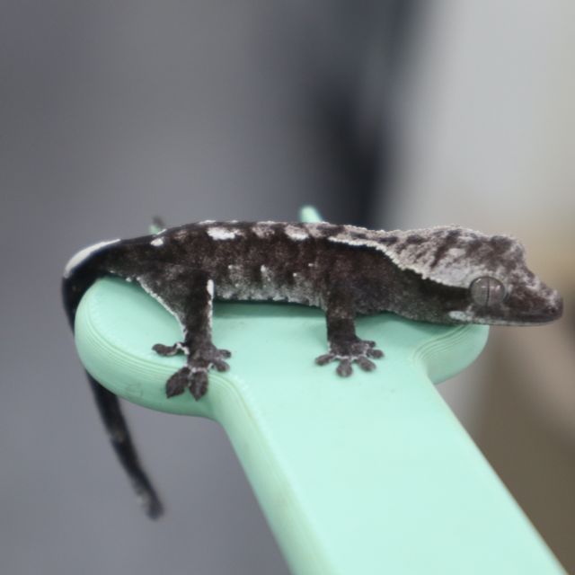 아잔틱