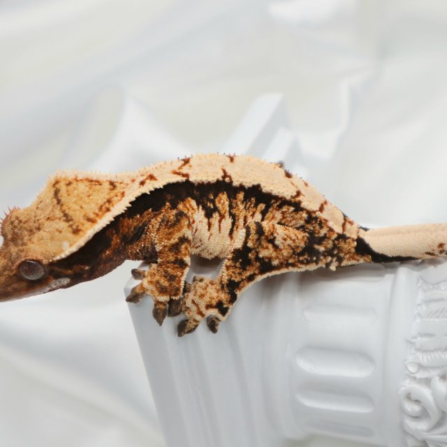 트라이 익스트림할리퀸