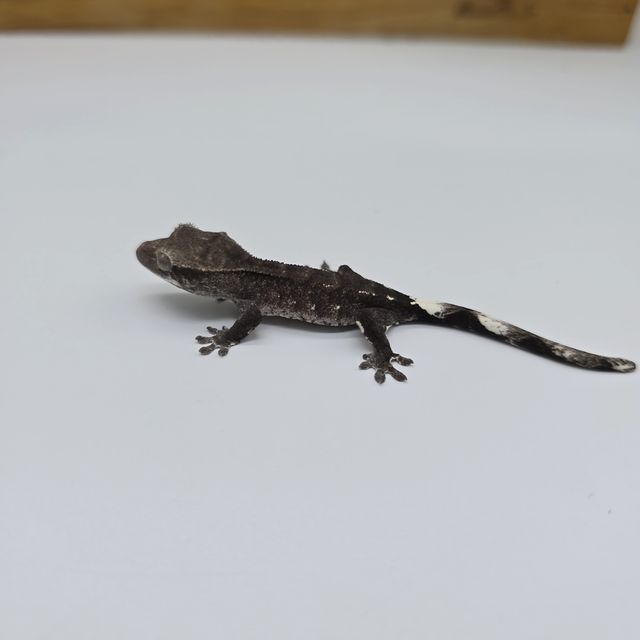 아잔틱