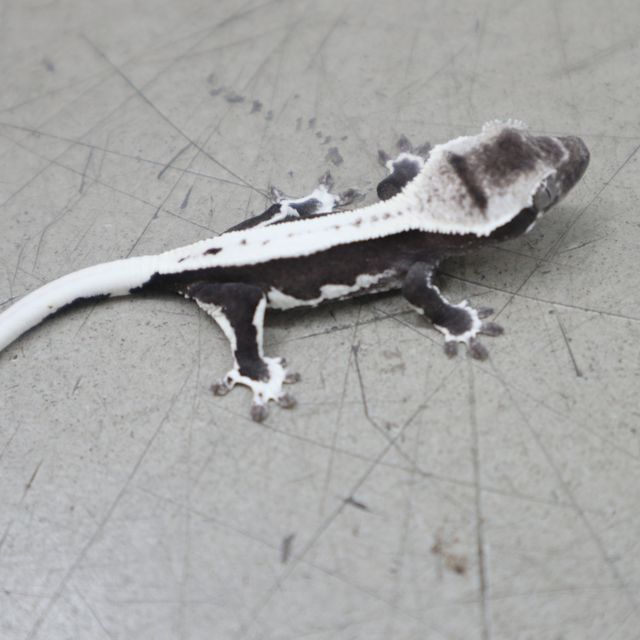 릴잔틱