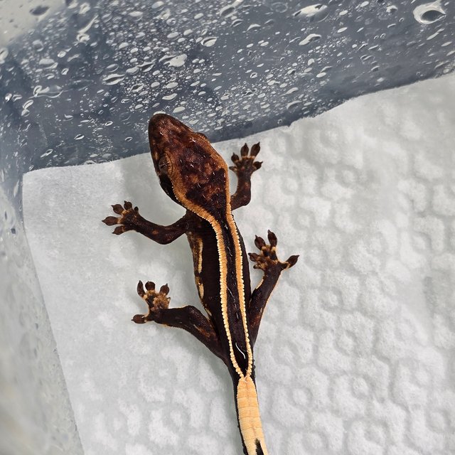 슈퍼스트라이프 엠티백 다크