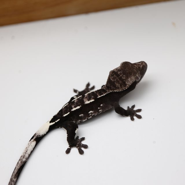아잔틱