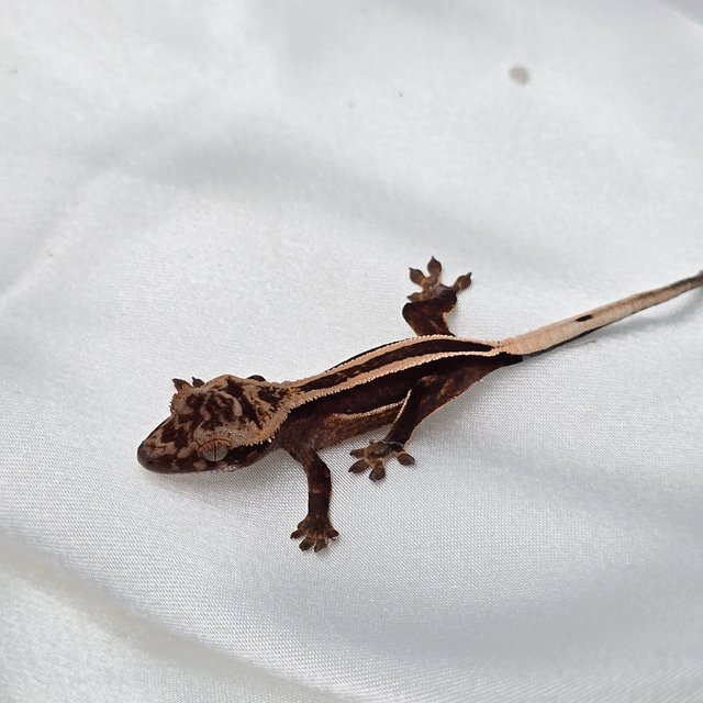 엠티백 슈퍼스트라이프