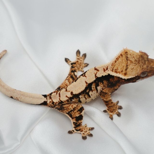 트라이 익스트림할리퀸