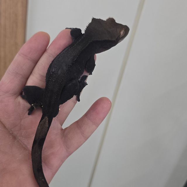 챠콜 알티