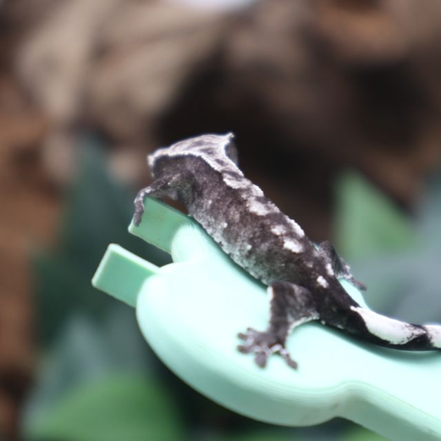아잔틱