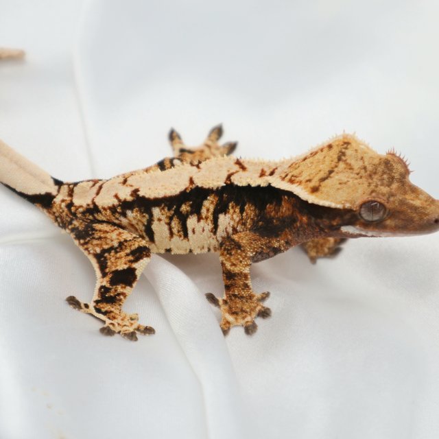 트라이 익스트림할리퀸