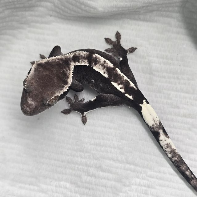아잔틱