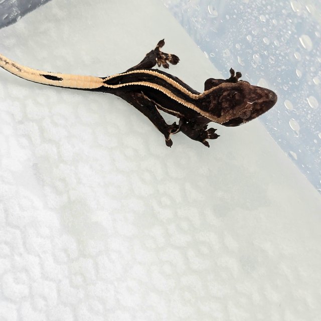 슈퍼스트라이프 엠티백 다크