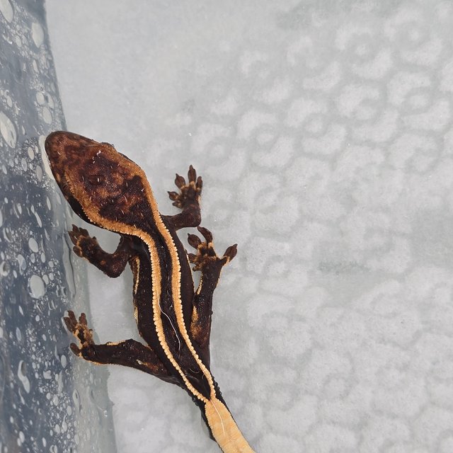 슈퍼스트라이프 엠티백 다크