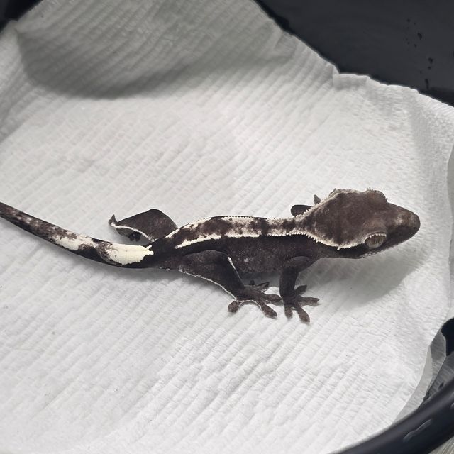 아잔틱