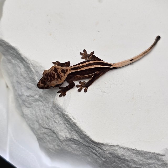 엠티백 슈퍼스트라이프