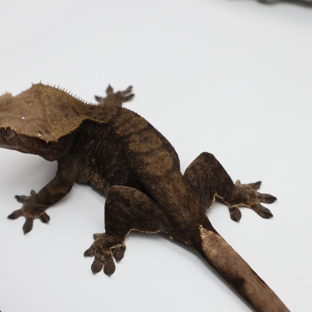 벅스킨 다크
