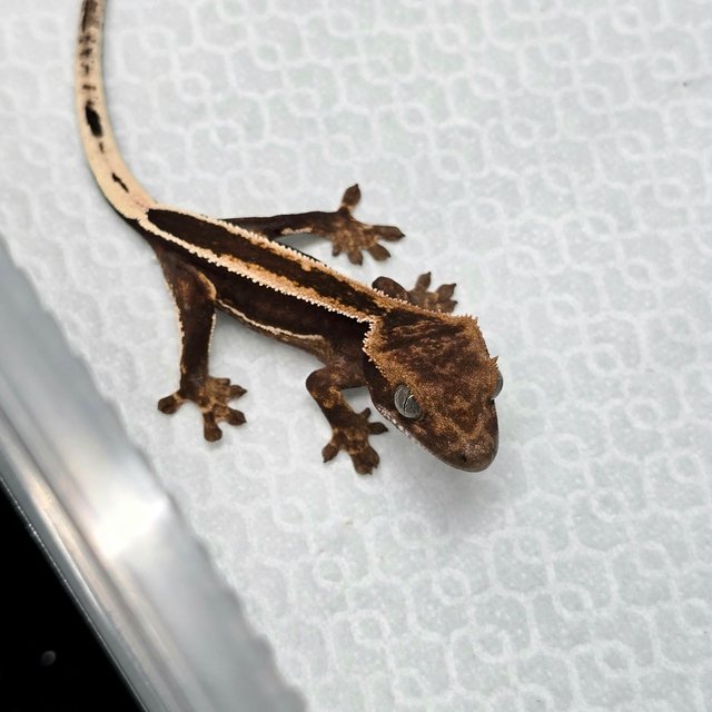 슈퍼스트라이프 엠티백 다크