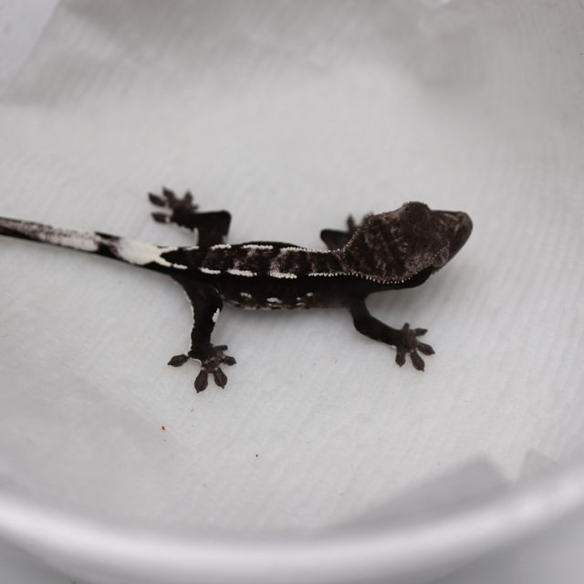 아잔틱