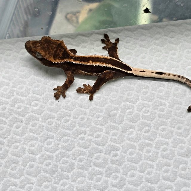 슈퍼스트라이프 엠티백 다크