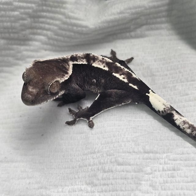 아잔틱