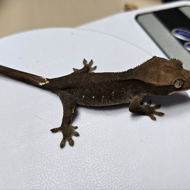 아잔틱 챠콜