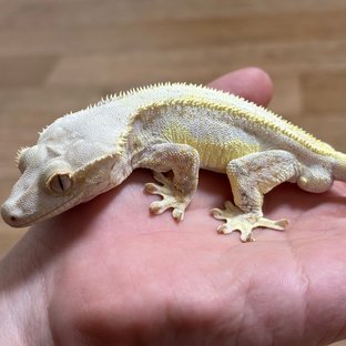 릴리화이트 노멀