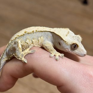 트라이 익스트림할리퀸