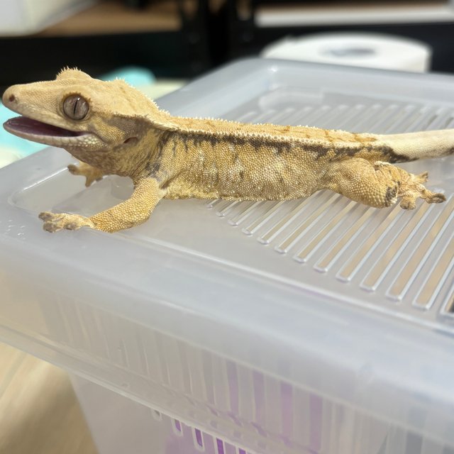 익스트림할리퀸 트라이