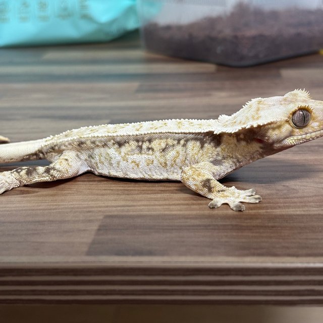 쿼드 드리피 화이트스팟